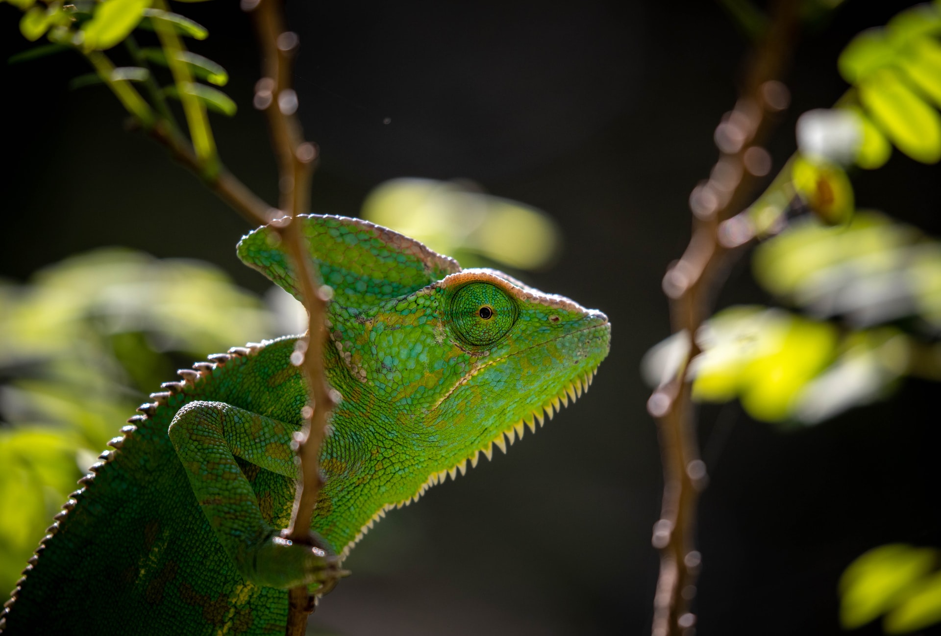 TRNLizardをセットアップする（2）