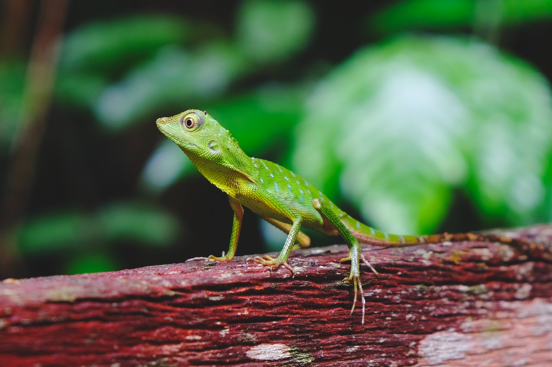 TRNLizardをセットアップする（1）